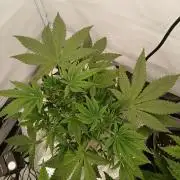 Hydroponischer Exotic Seed Grow
