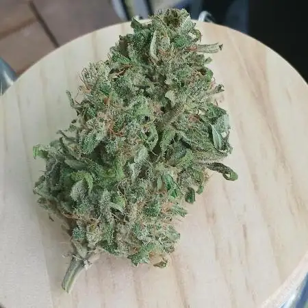 RQS Royal Jack Auto Outdoor