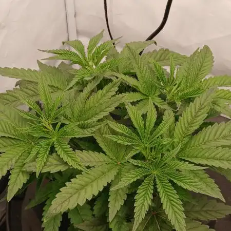 Super Sativa Seed Club DWC Version