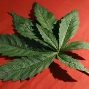 Hydroponischer Exotic Seed Grow