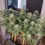 Auto Journey with FastBuds and Barney's