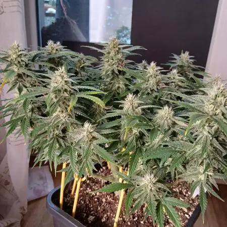 Auto Journey with FastBuds and Barney's