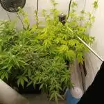 Auto Journey with FastBuds and Barney's