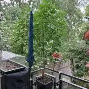 Super Sativa Seed Club Outdoor Version