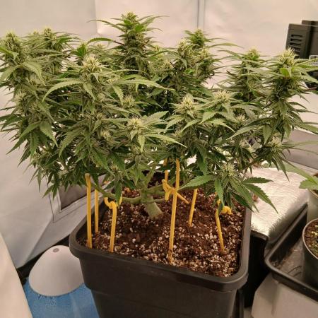Auto Journey with FastBuds and Barney's
