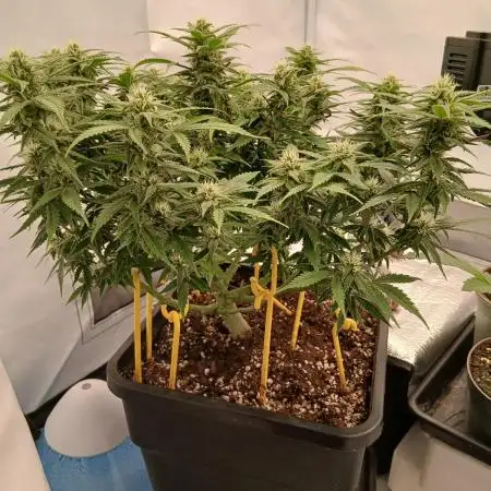 Auto Journey with FastBuds and Barney's