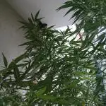 RQS Special Queen #1 Balcony