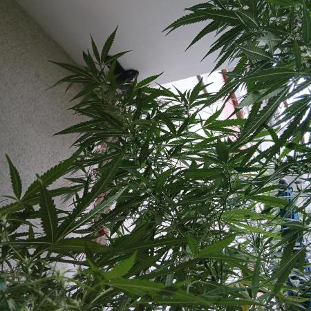 RQS Special Queen #1 Balcony