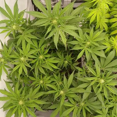 Auto Journey with FastBuds and Barney's