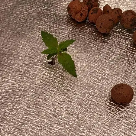 DWC Grow with Advanced Seeds