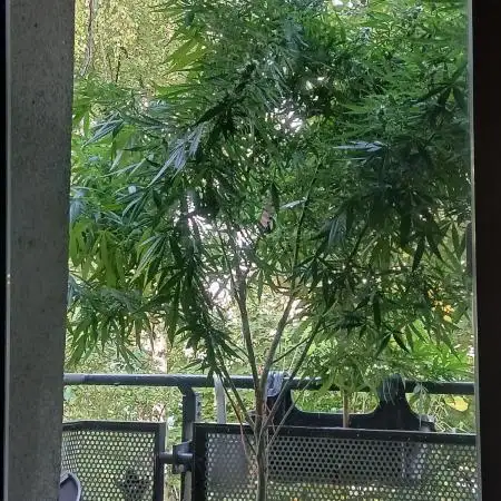 RQS Special Queen #1 Balcony