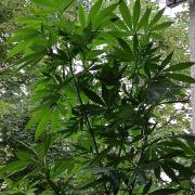 Super Sativa Seed Club Outdoor Version