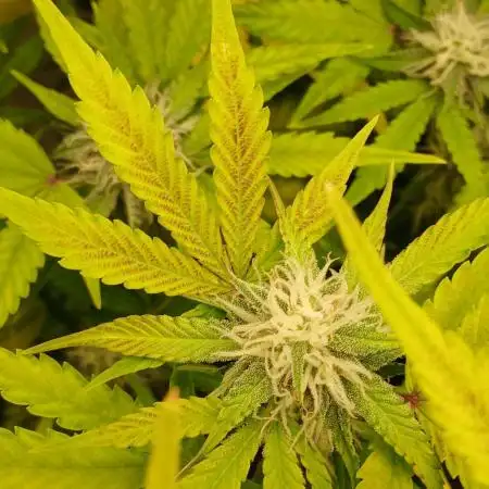 Auto Journey with FastBuds and Barney's