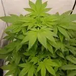 DWC Grow with Advanced Seeds