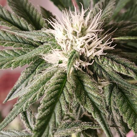 Regular Company for the DWC Lady