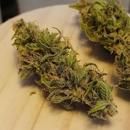 Auto Journey with FastBuds and Barney's