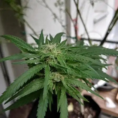 RQS Special Queen #1 Balcony