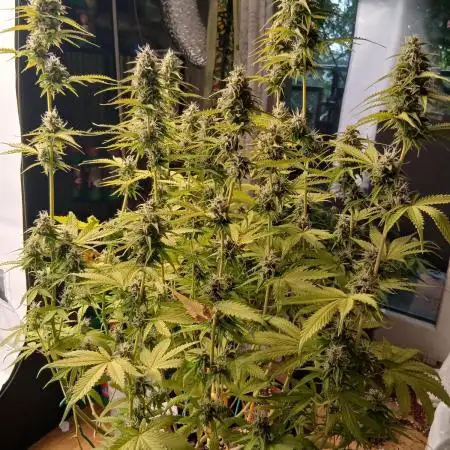 Auto Journey with FastBuds and Barney's