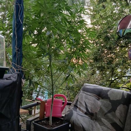 Super Sativa Seed Club Outdoor Version