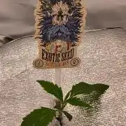 Hydroponischer Exotic Seed Grow