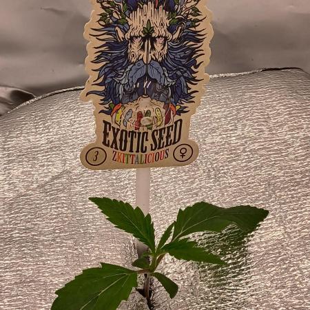 Hydroponischer Exotic Seed Grow