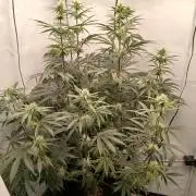 Super Sativa Seed Club DWC Version
