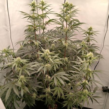 Super Sativa Seed Club DWC Version