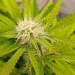 Auto Journey with FastBuds and Barney's