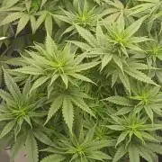 Raunächte-Grow mit Exotic Seed