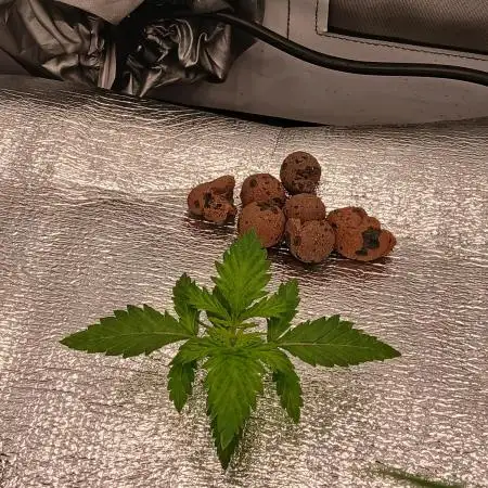 DWC Grow with Advanced Seeds