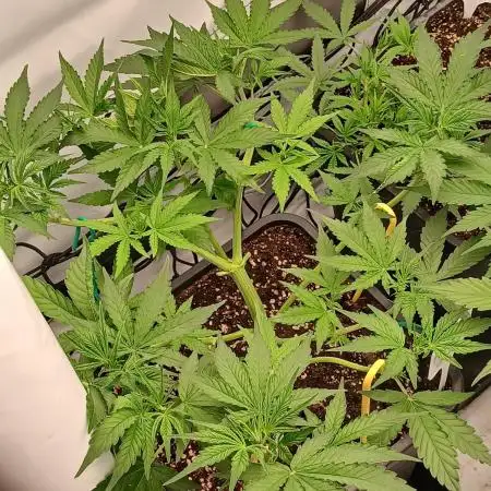 Auto Journey with FastBuds and Barney's