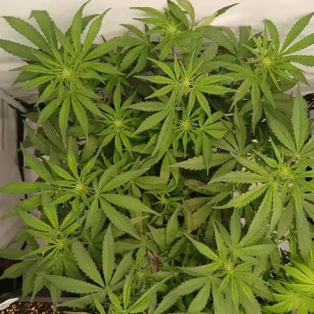 Auto Journey with FastBuds and Barney's