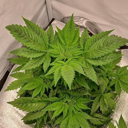 DWC Grow with Advanced Seeds