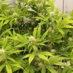 Auto Journey with FastBuds and Barney's