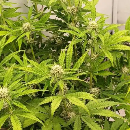 Auto Journey with FastBuds and Barney's