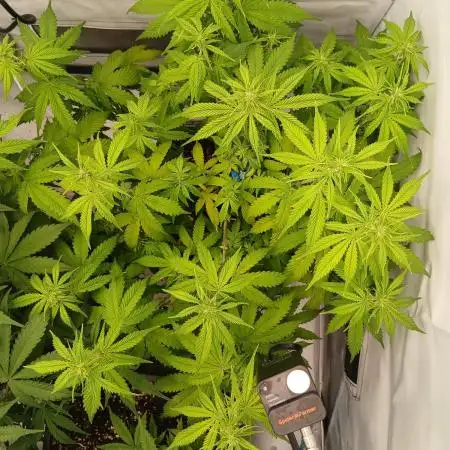 Auto Journey with FastBuds and Barney's