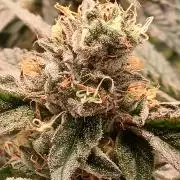 Regular Company for the DWC Lady