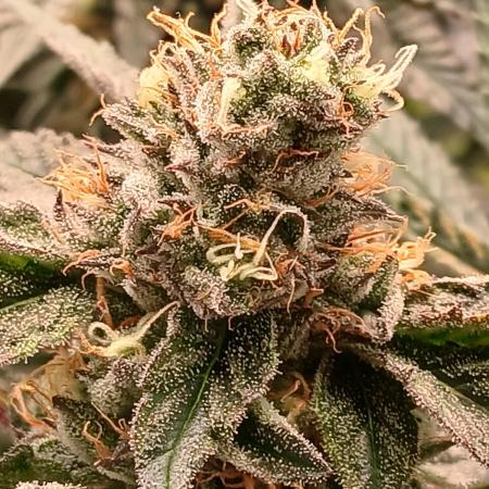 Regular Company for the DWC Lady