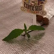 Hydroponischer Exotic Seed Grow