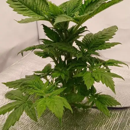 DWC Grow with Advanced Seeds