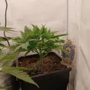 Raunächte-Grow mit Exotic Seed