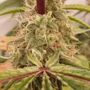 Super Sativa Seed Club DWC Version