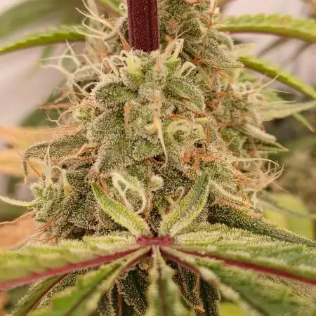 Super Sativa Seed Club DWC Version
