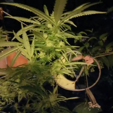 RQS Special Queen #1 Balcony