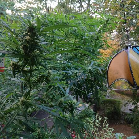 RQS Special Queen #1 Balcony