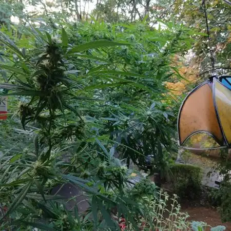 RQS Special Queen #1 Balcony