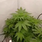 DWC Grow with Advanced Seeds