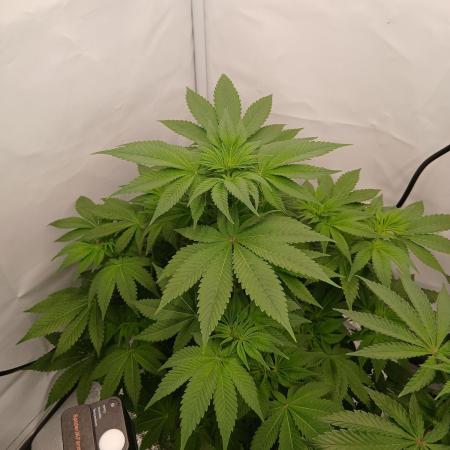 DWC Grow with Advanced Seeds