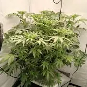 Hydroponischer Exotic Seed Grow