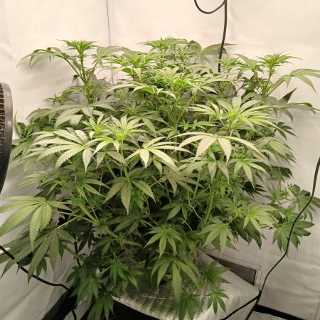 Hydroponischer Exotic Seed Grow